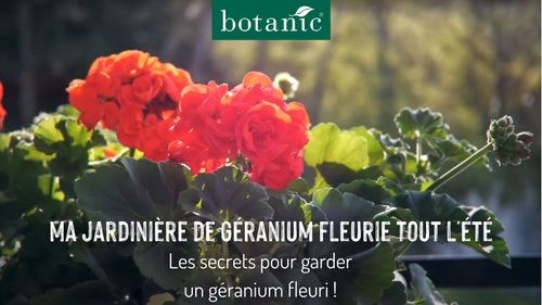 Les secrets pour garder sa jardinière de géranium fleurie tout l'été