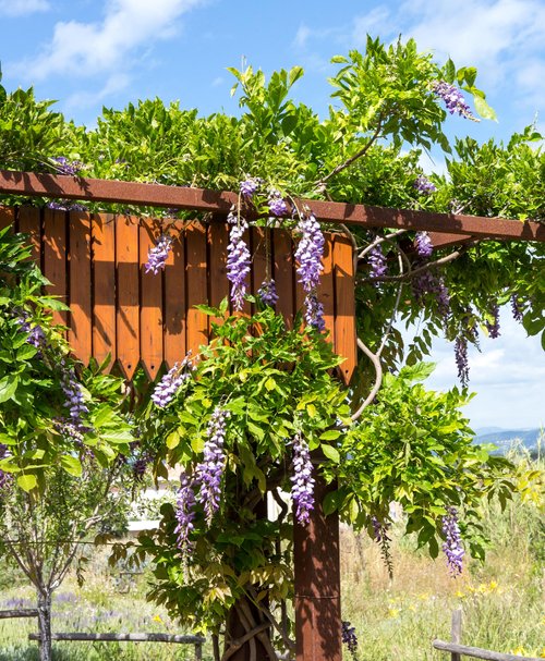 Où et comment planter une glycine