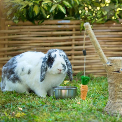 Visuel 1 du produit Rendez-vous personnalisé "Accueillir un lapin"