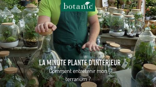 Miniature Youtube d'un expert botanic qui nous explique comment prendre soin de son terrarium