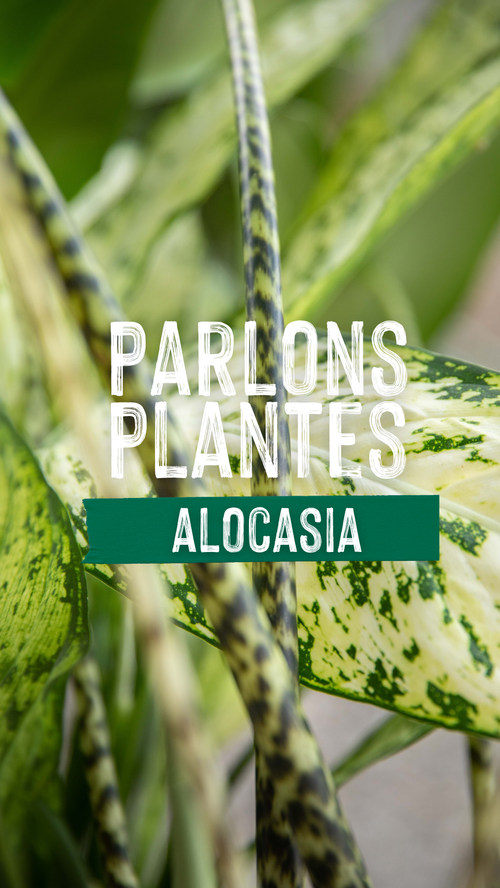 Parlons plantes : l'alocasia