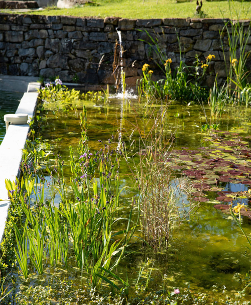 4 étapes pour créer un bassin dans son jardin