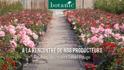 Miniature YouTube producteurs rosiers label rouge