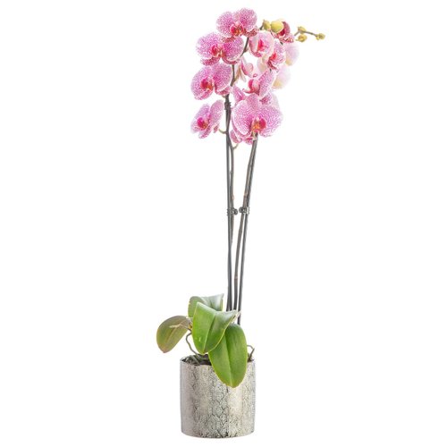 Visuel 1 du produit Orchidée Phalaenopsis 50cm avec cache pot céramique Ø 12 cm