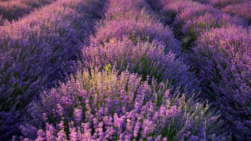 Champ de lavandes en Provence