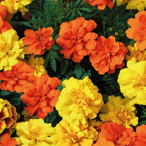 Visuel 1 du produit Œillet d'Inde - Le pot de Ø 10,5 cm