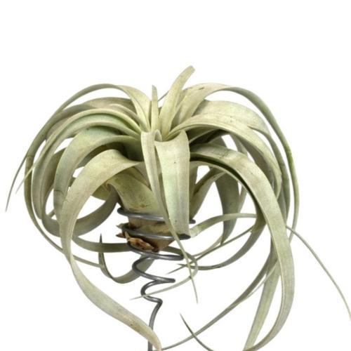 Visuel 1 du produit Tillandsia mix vert 15 cm