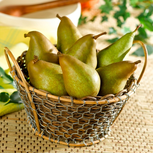 Visuel 1 du produit Poirier Delbard Gourmande ® Delsavor. Le pot de 10 litres forme palmette U simple