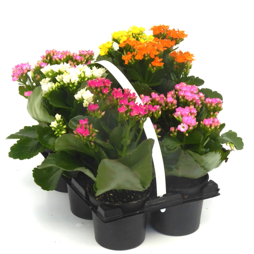 Visuel 1 du produit Kalanchoé - Le pack de 6 plants