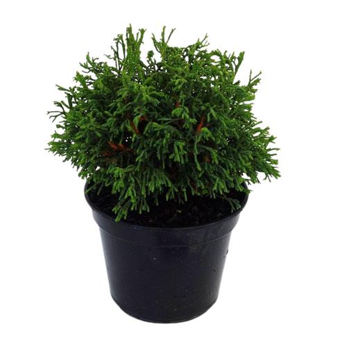 Visuel 1 du produit Chamaecyparis Obtusa Birgit (Cyprès Birgit de Hinoki) 20/25 en pot de 5 L vert