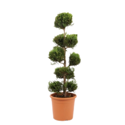 Visuel 1 du produit Cyprès doré