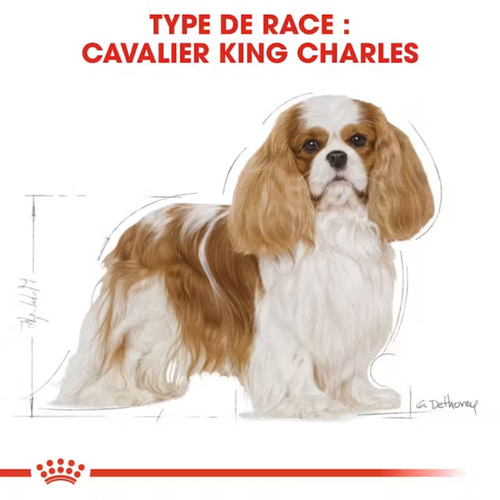 Visuel 5 du produit Croquette pour chien adulte King Charles Royal Canin - 3 kg