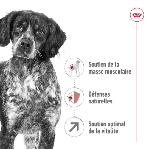 Visuel 3 du produit Croquette pour chien mature Royal Canin - 4 kg