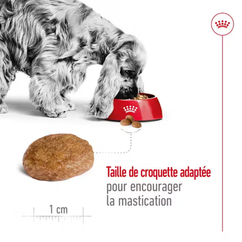 Visuel 5 du produit Croquette pour chien mature Royal Canin - 4 kg