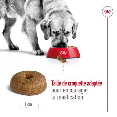 Visuel 5 du produit Croquette pour chien mature de grande taille Royal Canin - 15 kg