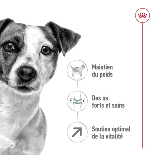 Visuel 3 du produit Croquette pour chien mature de petite taille Royal Canin - 2 kg