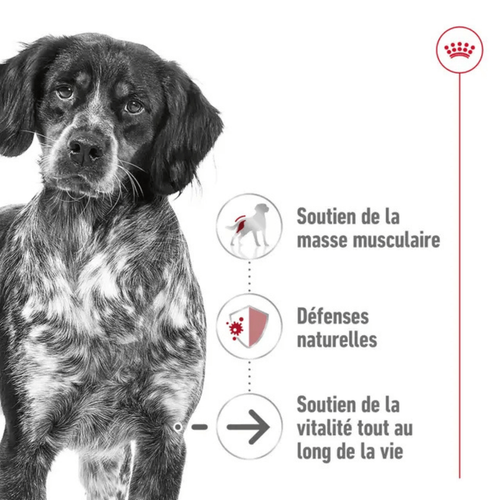 Visuel 3 du produit Croquette pour chien mature de taille moyenne Royal Canin - 15 kg