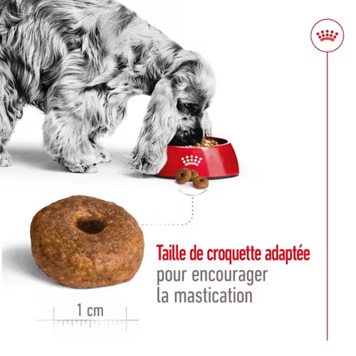 Visuel 5 du produit Croquette pour chien mature de taille moyenne Royal Canin - 15 kg