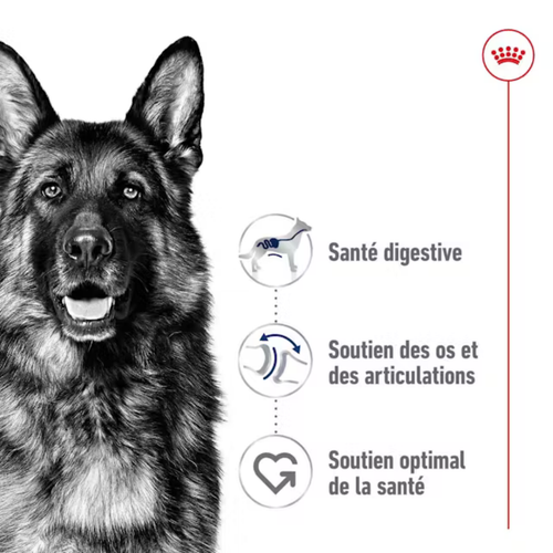 Visuel 3 du produit Croquettes pour chien Royal Canin Maxi adulte de + de 15 mois - Le sac de 15 kg