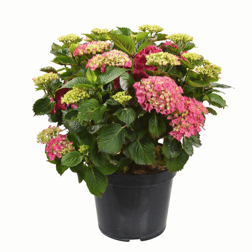 Visuel 1 du produit Hortensia à grandes fleurs Hydrangea Fleuri en pot de 5 litres