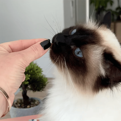 Visuel 4 du produit Friandises pour chat tendres bouchées boules de poils Marly & Dan - 40 g