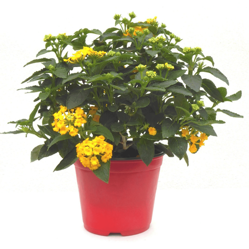 Visuel 1 du produit Lantana - Le pot de 1 litre