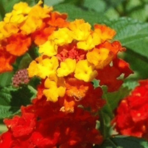 Visuel 2 du produit Lantana - Le pot de 1 litre