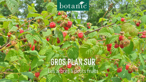 Miniature vidéo : quels arbre à petits fruits planter en automne ?