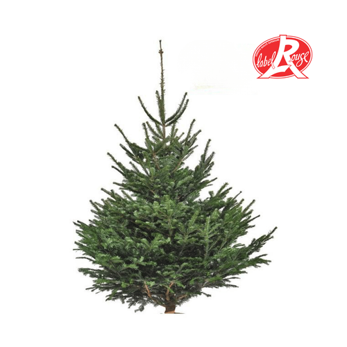 Visuel 1 du produit Sapin de Noël naturel coupé Label Rouge Nordmann