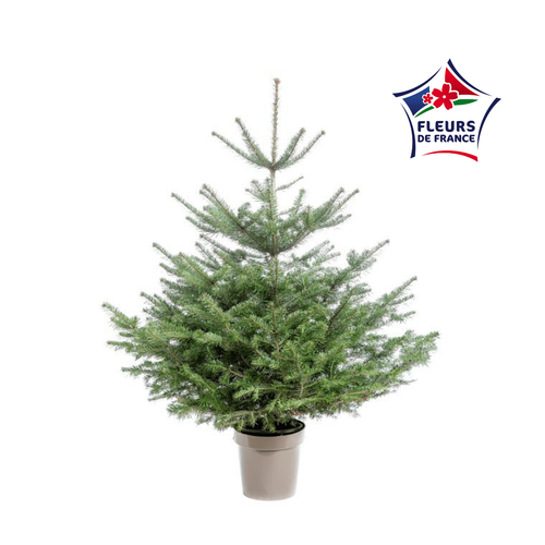 Visuel 1 du produit Sapin de Noël naturel en pot Nordmann botanic® - 80 à 100 cm