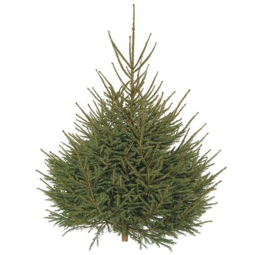 Visuel 1 du produit Sapin de Noël naturel Epicea coupé - de 150 à 200 cm