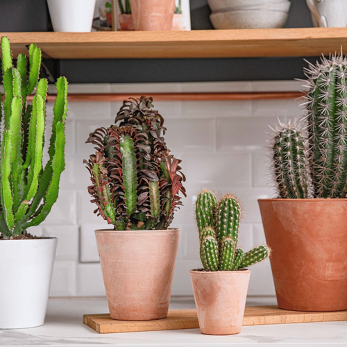 Visuel 2 du produit Substrat cactées et plantes grasses botanic® - 4L