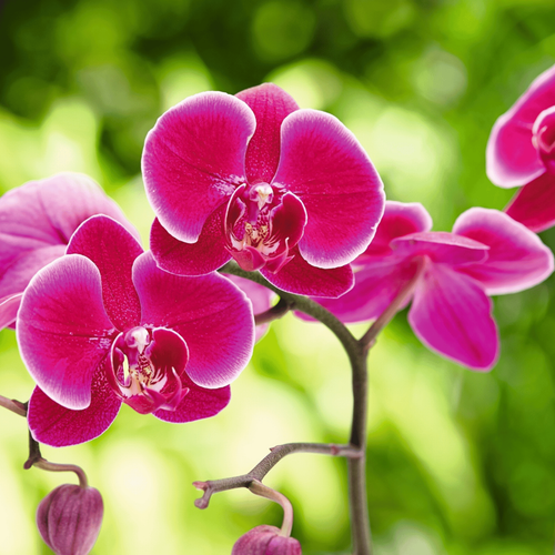 Visuel 2 du produit Terreau orchidées botanic® - 4L