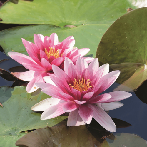 Visuel 2 du produit Substrat plantes aquatiques botanic® - 10 L