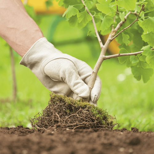 Visuel 2 du produit Terre de plantation arbustes et massifs botanic® - 30L