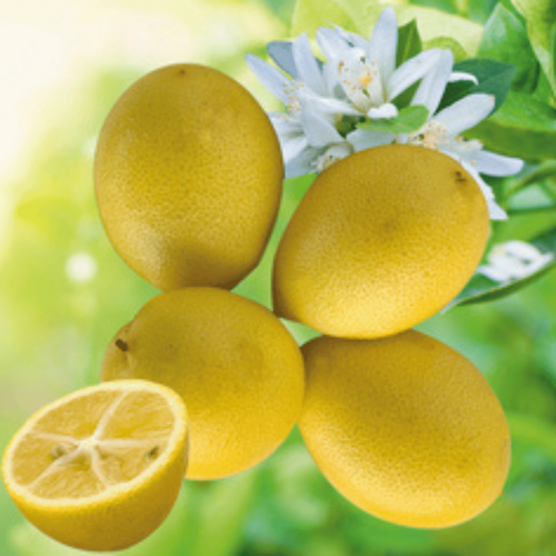 Visuel 1 du produit Limequat coloris orange - 2,5 L