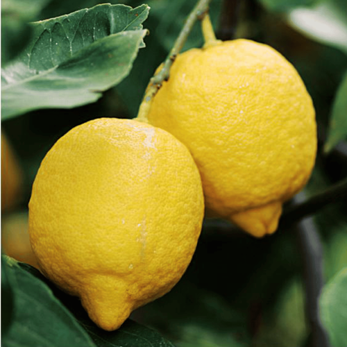 Visuel 2 du produit Citronnier. Le pot de 5 litres