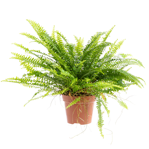 Visuel 1 du produit Fougère Nephrolepis Boston en pot Ø 17 cm - H 50 cm