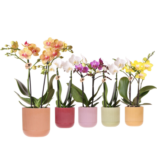 Visuel 1 du produit Orchidée Phalaenopsis 2 branches botanic® avec son cache-pot