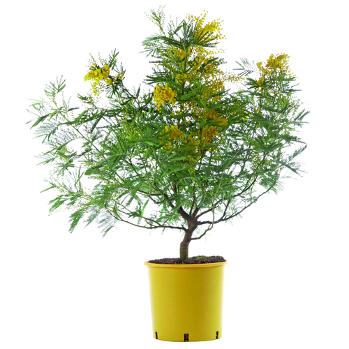 Visuel 1 du produit Mimosa (Acacia Dealbata). Le pot de 3 litres