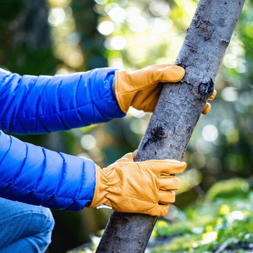 Visuel 2 du produit Gants de jardinage Hêtre en cuir couleur beige