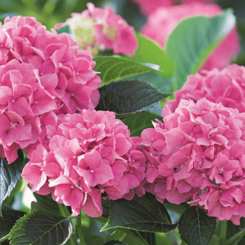 Visuel 2 du produit Terreau hortensias, rhododendrons et azalées botanic® - 20 L