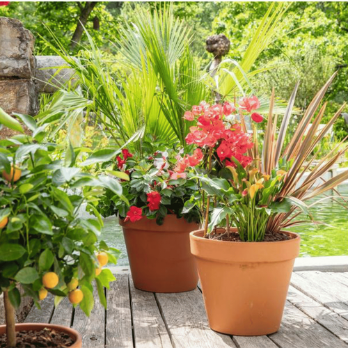 Visuel 2 du produit Terreau agrumes et plantes méditerranéennes botanic®