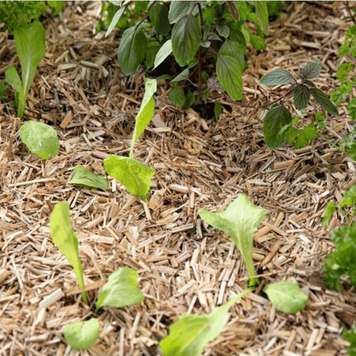 Visuel 3 du produit Miscanthus botanic® - 125 L