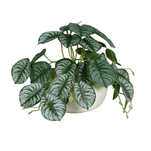 Visuel 1 du produit Calathéa vrille artificiel vert en pot céramique blanc - 19 cm