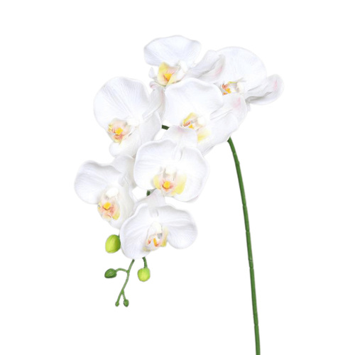 Visuel 1 du produit Orchidée Phalaenopsis artificielle à 7 fleurs crème - 38 cm