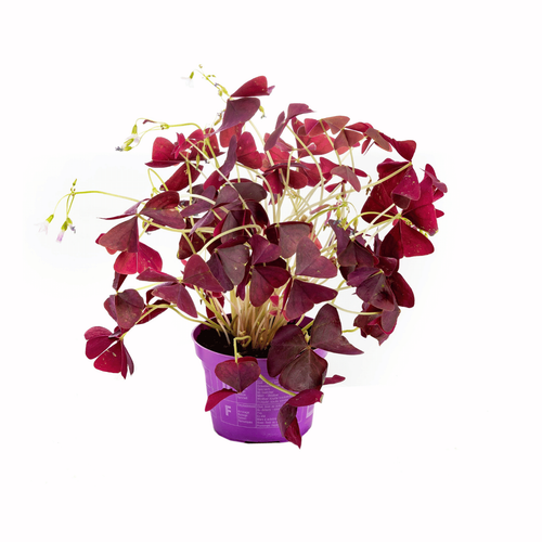 Visuel 1 du produit Oxalis (Trèfle pourpre) violet. Le pot Ø 12 cm