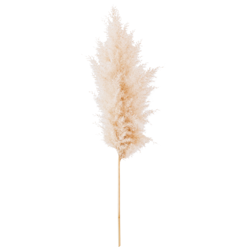 Visuel 1 du produit Tige d'herbe de la Pampa (Cortaderia) blanche Naturalys - 115 cm