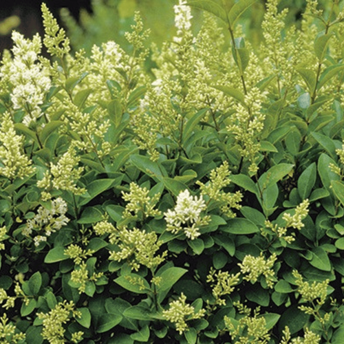 Visuel 1 du produit Troène du Japon . Le pot de 7 litres