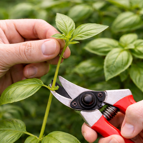 Visuel 1 du produit Atelier - Devenez un expert du bouturage